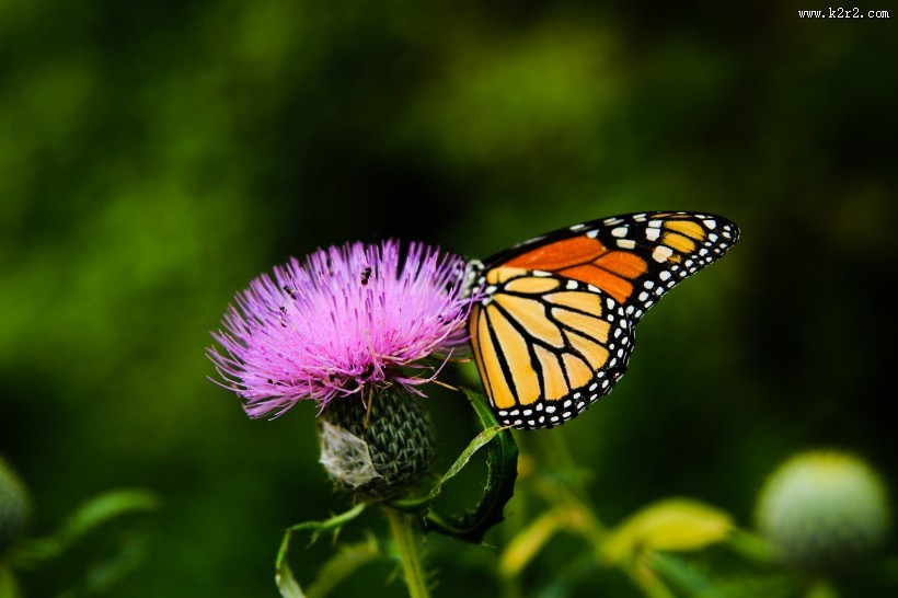 停留在花上的蝴蝶图片