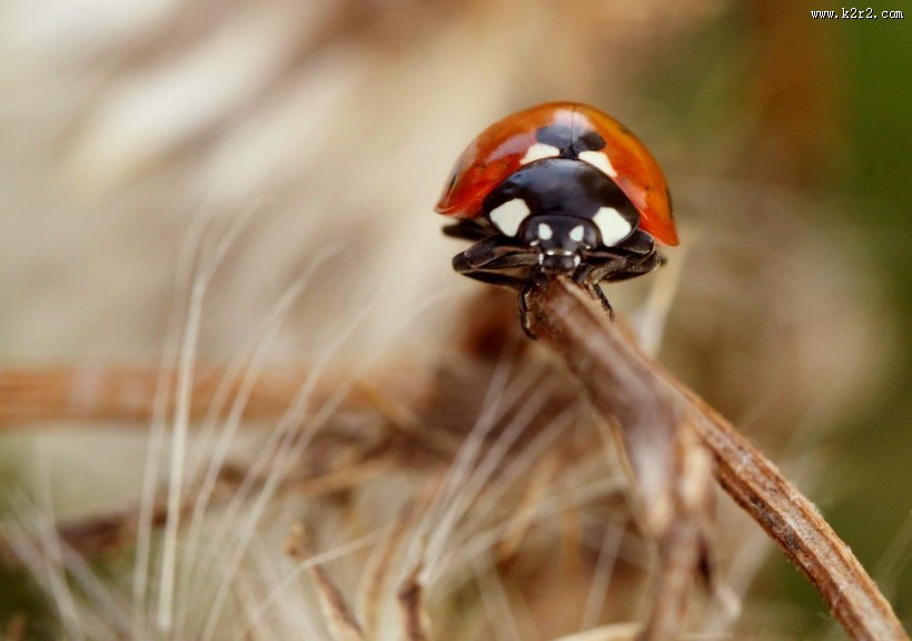 可爱彩色小瓢虫图片