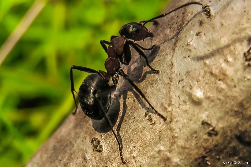勤劳的小蚂蚁图片
