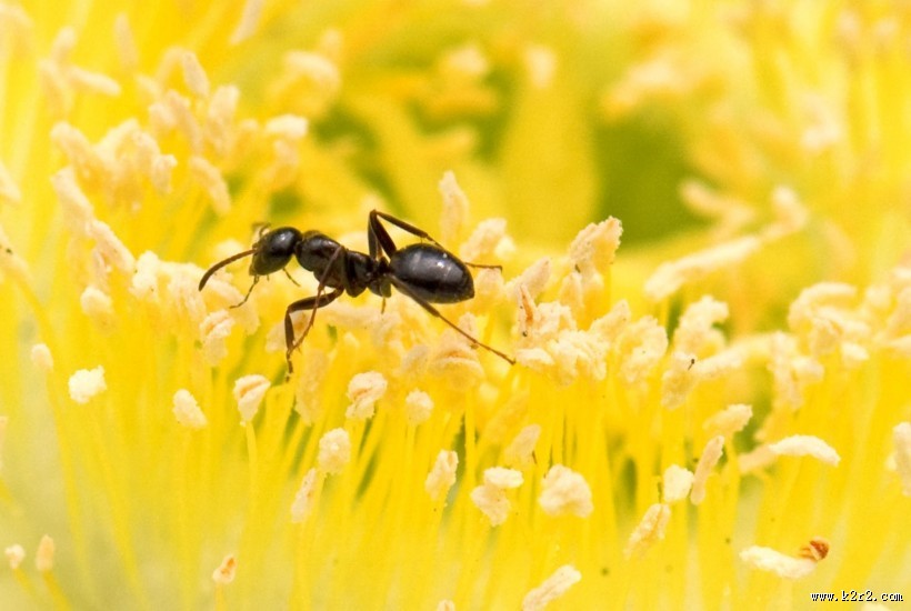 勤劳的小蚂蚁图片