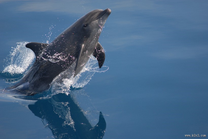 水中嬉戏的海豚图片