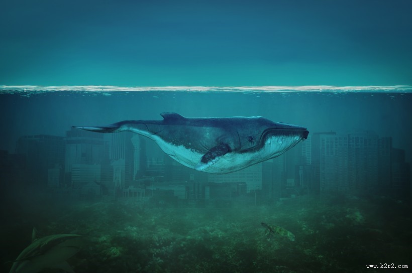 水中嬉戏的海豚图片