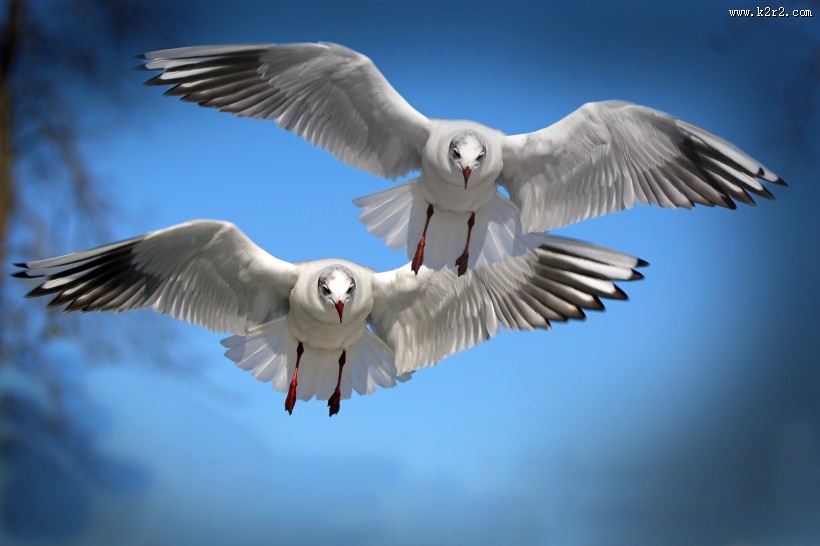 天空中飞翔的海鸥图片