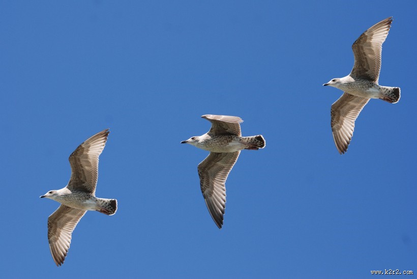 天空中飞翔的海鸥图片