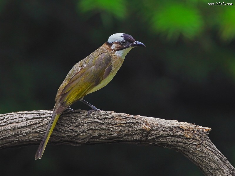 白头鹎图片大全