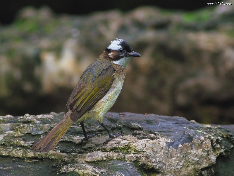白头鹎图片大全
