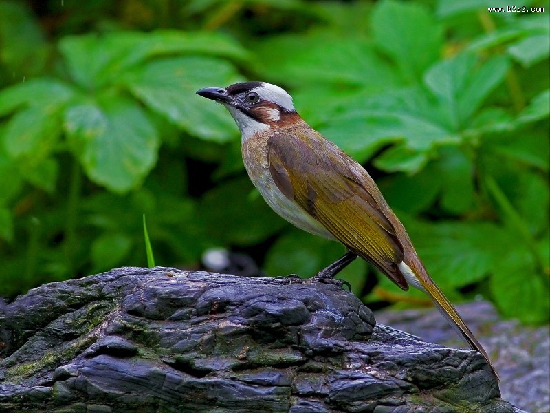白头鹎图片大全