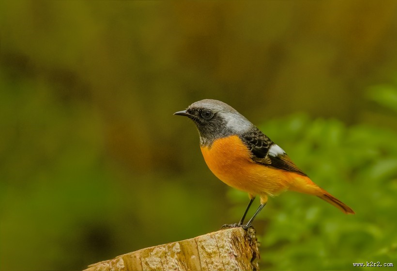 北红尾鸲图片大全