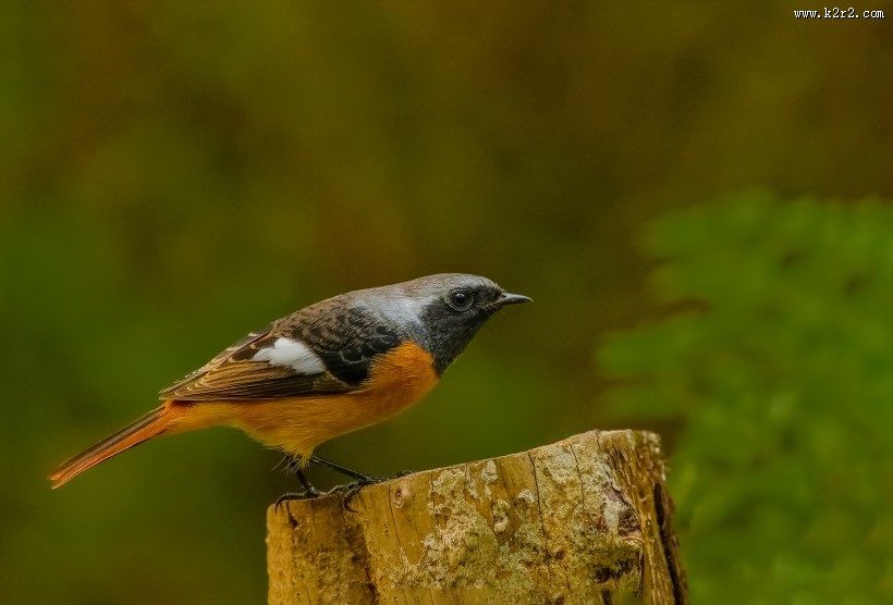 北红尾鸲图片大全