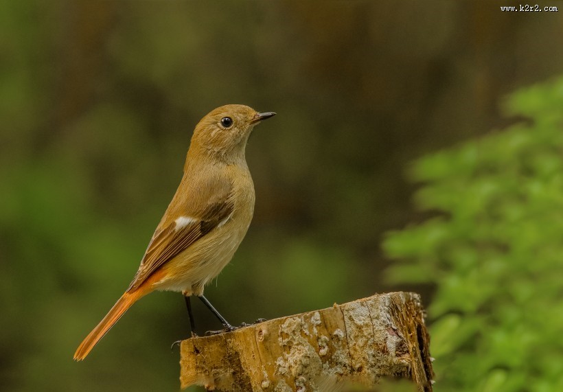 北红尾鸲图片大全