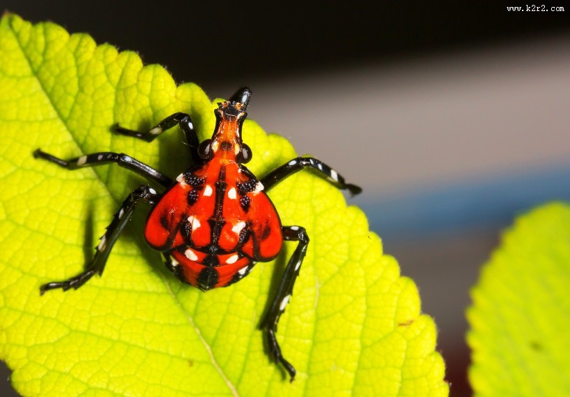 斑衣蜡蝉图片／昆虫花姑娘图片