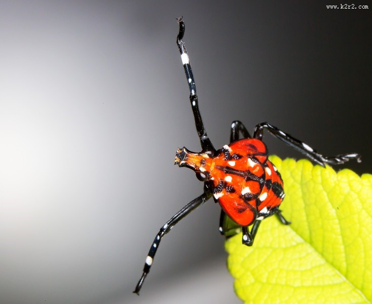 斑衣蜡蝉图片／昆虫花姑娘图片