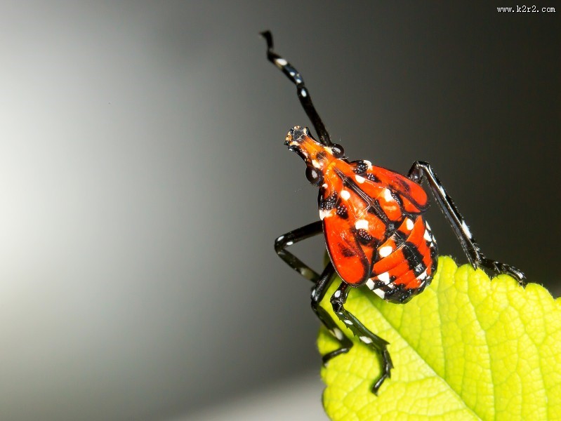 斑衣蜡蝉图片／昆虫花姑娘图片