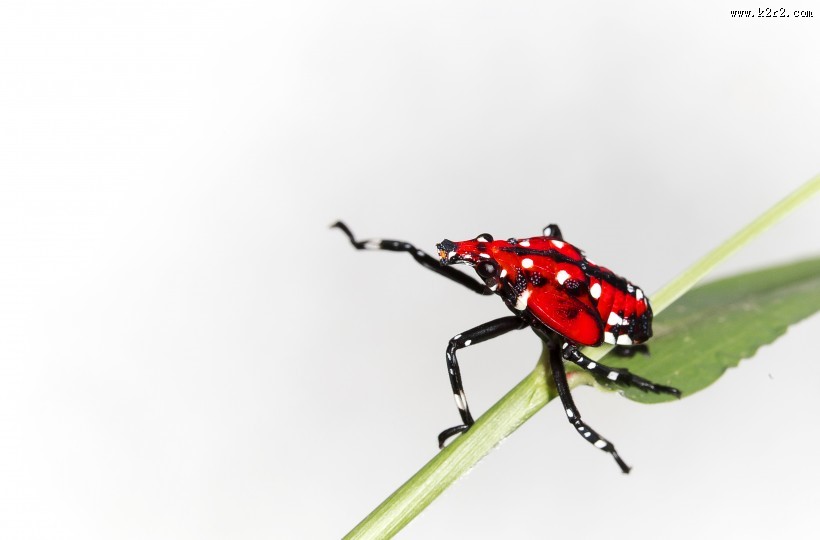 斑衣蜡蝉图片／昆虫花姑娘图片