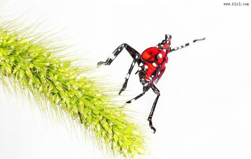 斑衣蜡蝉图片／昆虫花姑娘图片