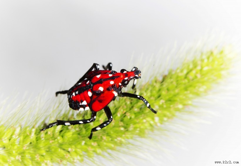 斑衣蜡蝉图片／昆虫花姑娘图片