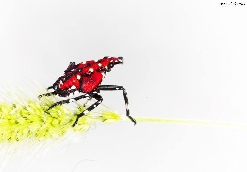 斑衣蜡蝉图片／昆虫花姑娘图片