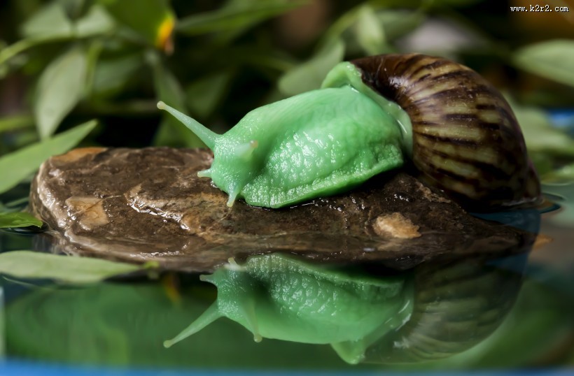 彩色的蜗牛图片