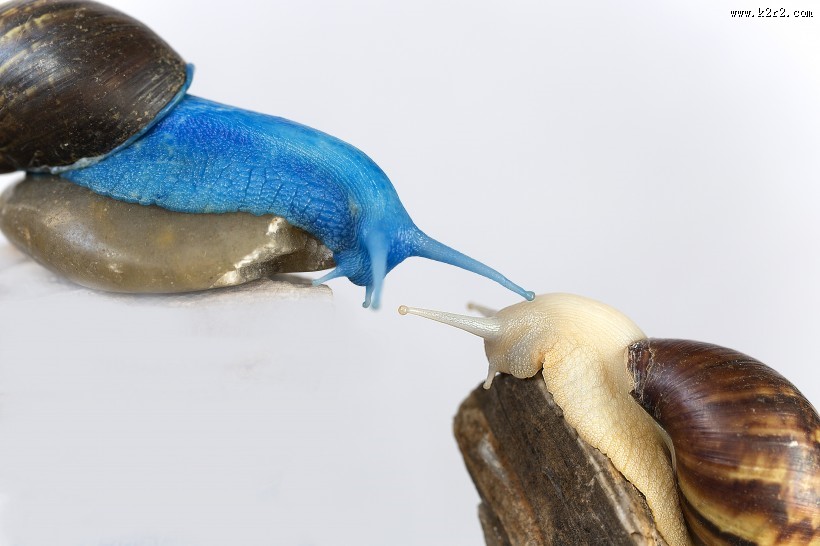 彩色的蜗牛图片