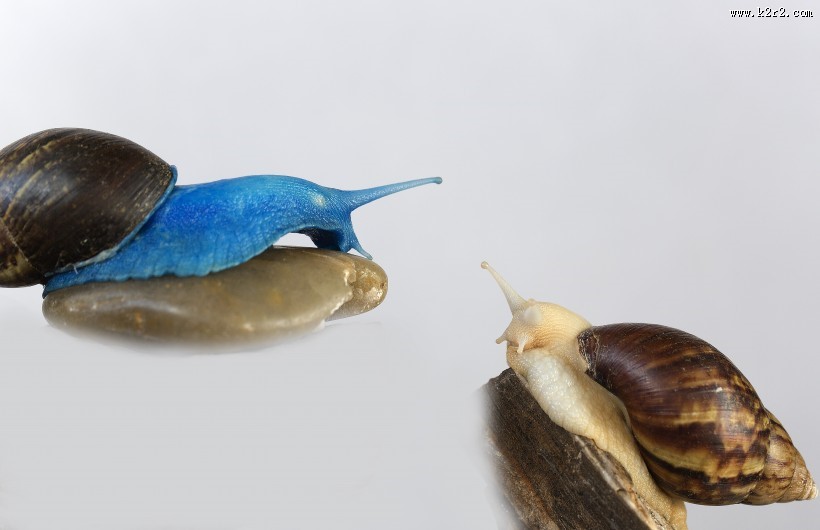 彩色的蜗牛图片