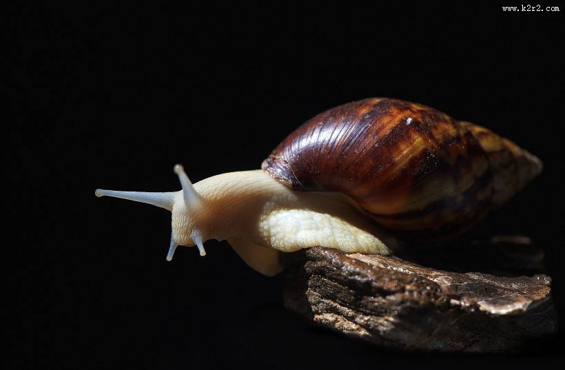 彩色的蜗牛图片