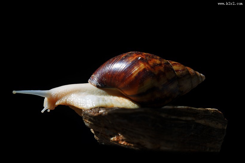 彩色的蜗牛图片