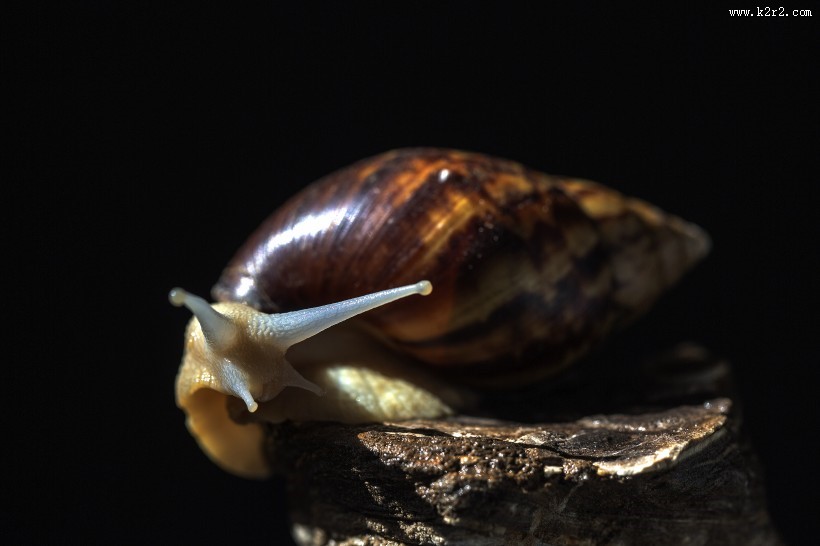 彩色的蜗牛图片