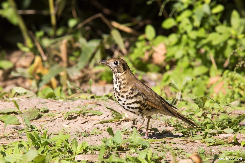 宝兴歌鸫图片大全