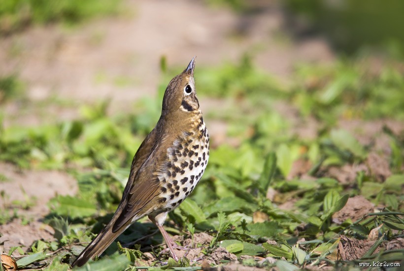宝兴歌鸫图片大全