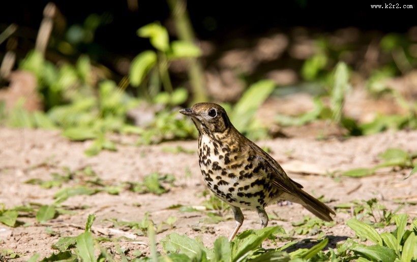 宝兴歌鸫图片大全
