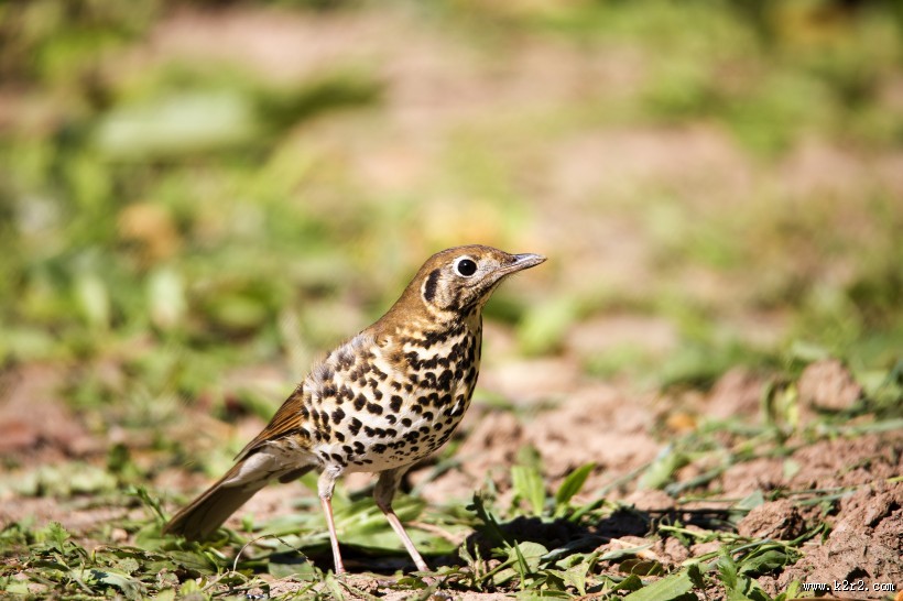 宝兴歌鸫图片大全