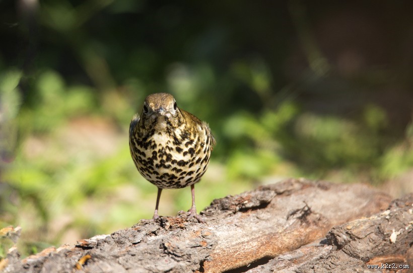宝兴歌鸫图片大全