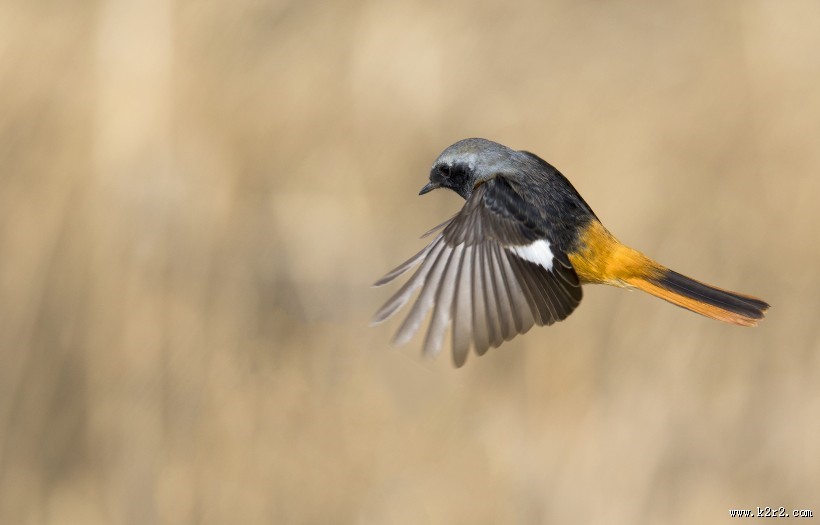 北红尾鸲图片大全