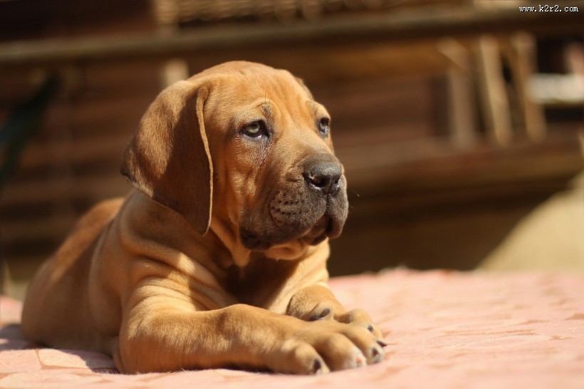 呆萌斗牛犬图片大全