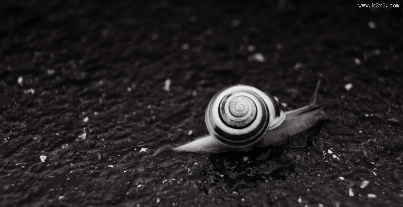 爬行的蜗牛图片