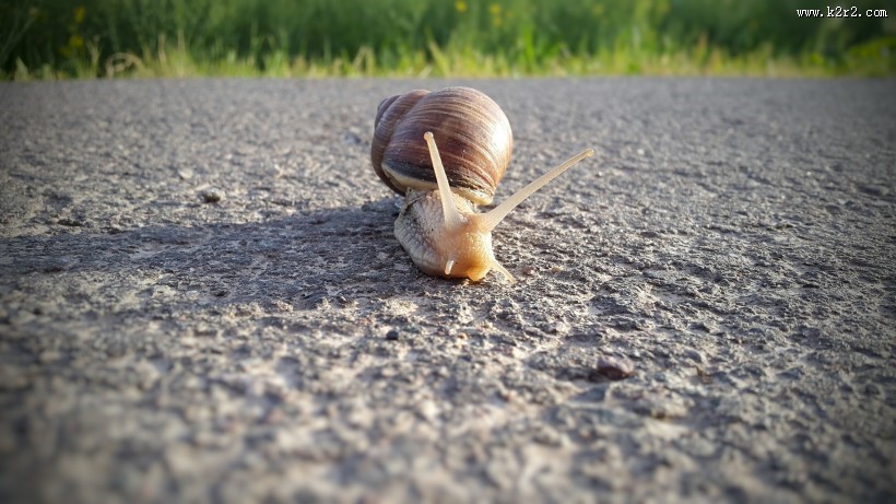 爬行的蜗牛图片