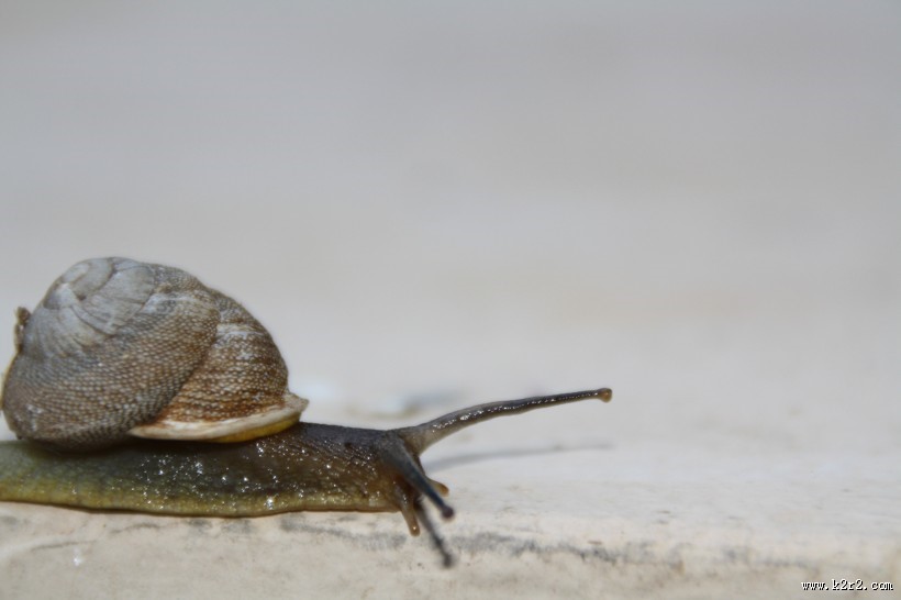 爬行的蜗牛图片