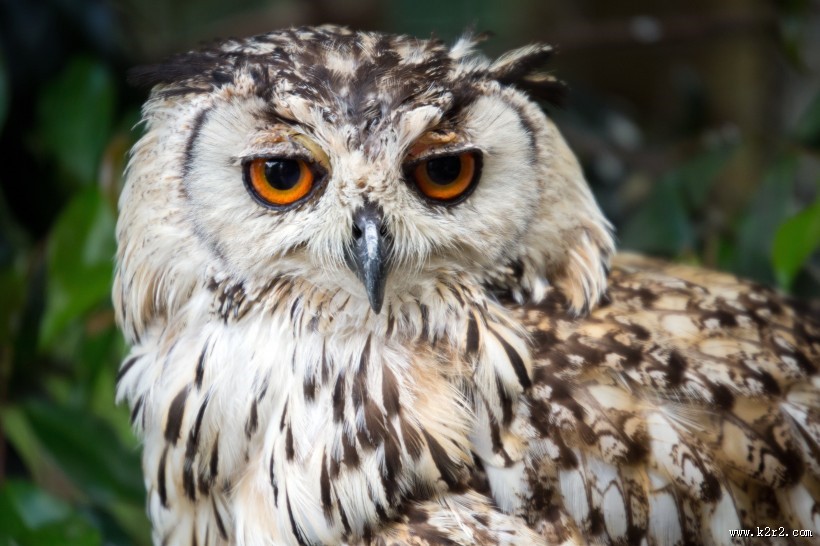 凶猛的猫头鹰图片大全