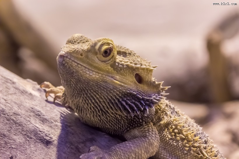 各种颜色的蜥蜴图片