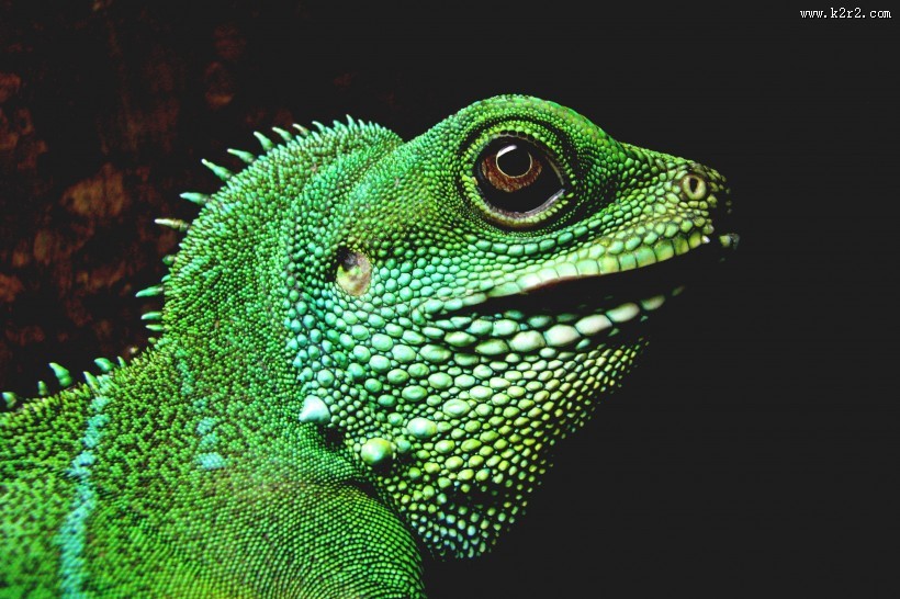 各种颜色的蜥蜴图片