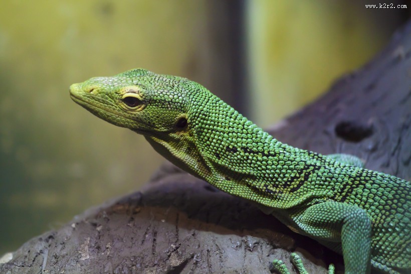各种颜色的蜥蜴图片