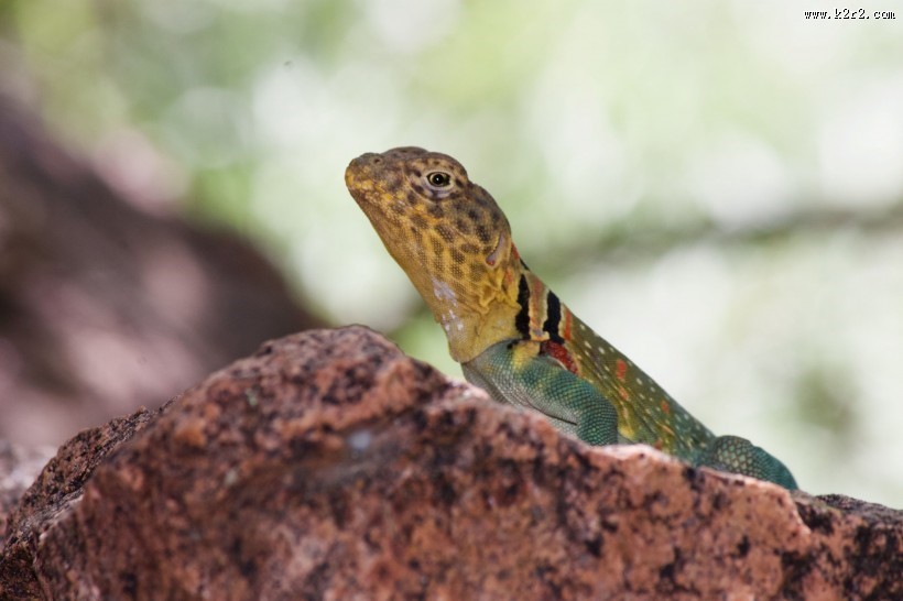 各种颜色的蜥蜴图片