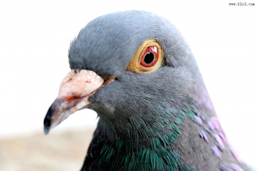 代表和平的鸽子图片