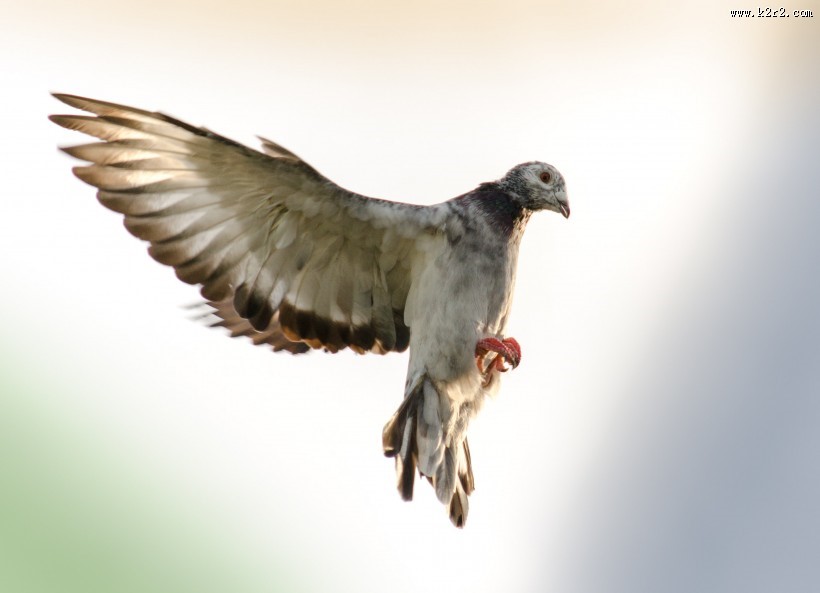 代表和平的鸽子图片