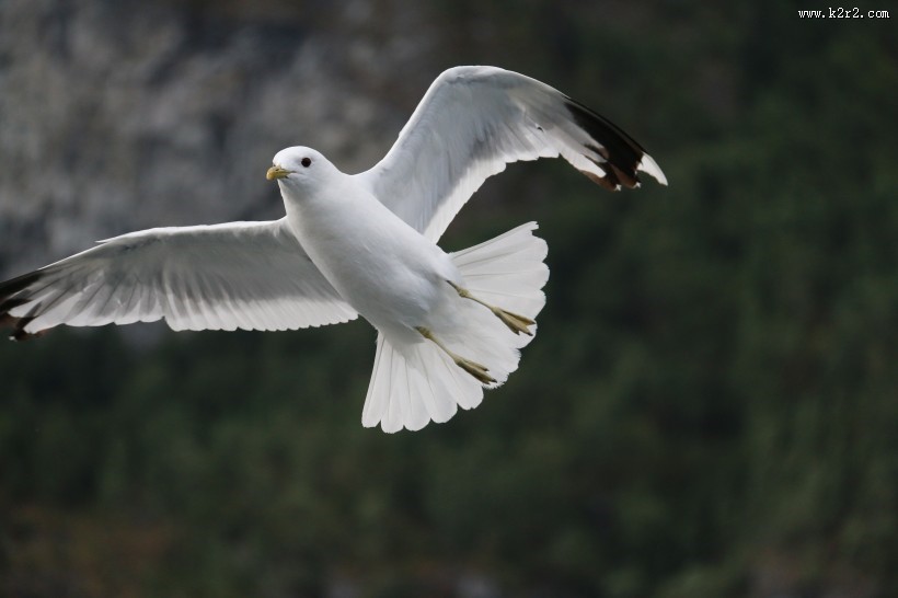 代表和平的鸽子图片