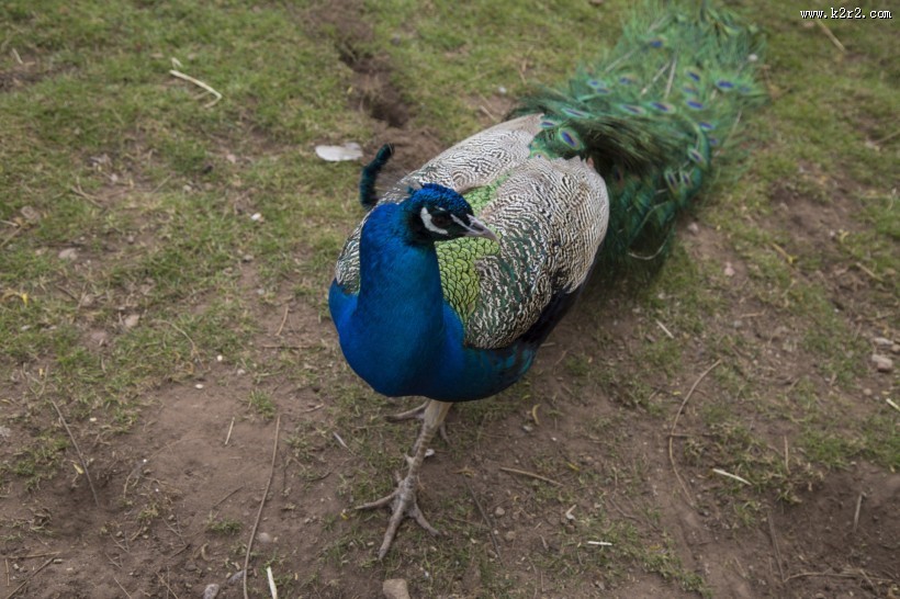 色彩艳丽的孔雀图片