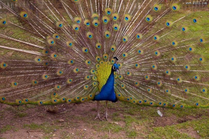 色彩艳丽的孔雀图片