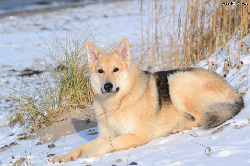 可爱哈士奇图片