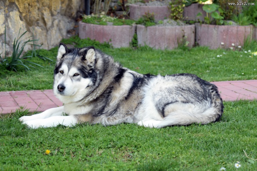 可爱哈士奇图片