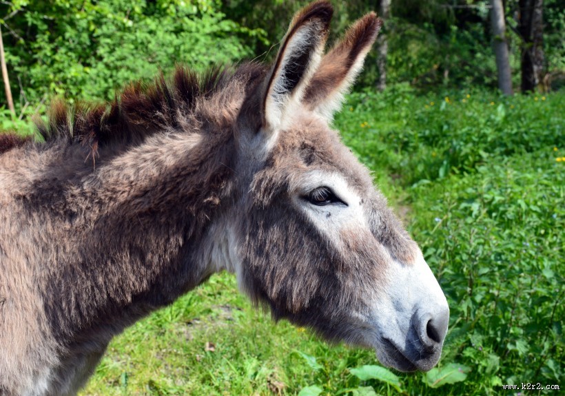 驴高清图片